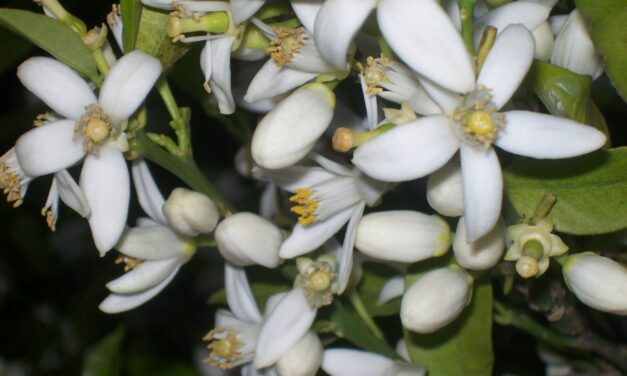 JUNE 27-NATIONAL ORANGE BLOSSOM DAY