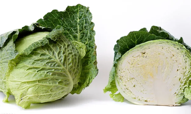 What You Need to Know About Cabbage