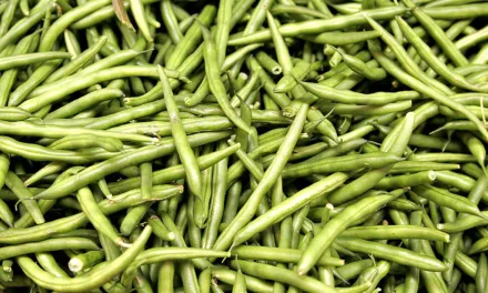 <strong>What You Need to Know About Green beans</strong>