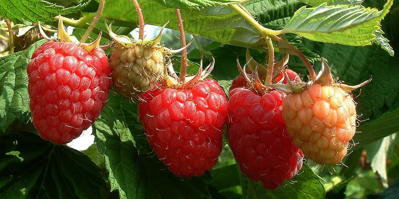 <strong>What You Need to Know About Raspberries</strong>