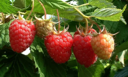<strong>What You Need to Know About Raspberries</strong>