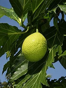 <strong>What You Need to Know About Breadfruit</strong>