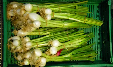 <strong>What You Need to Know About Green Onions</strong>
