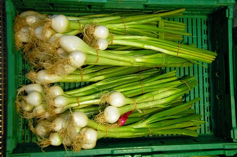 <strong>What You Need to Know About Green Onions</strong>