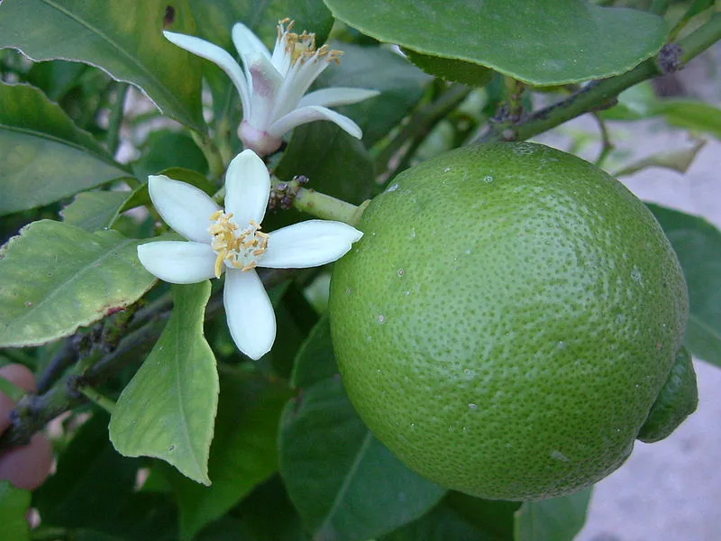 <strong>What You Need to Know About Limes</strong>