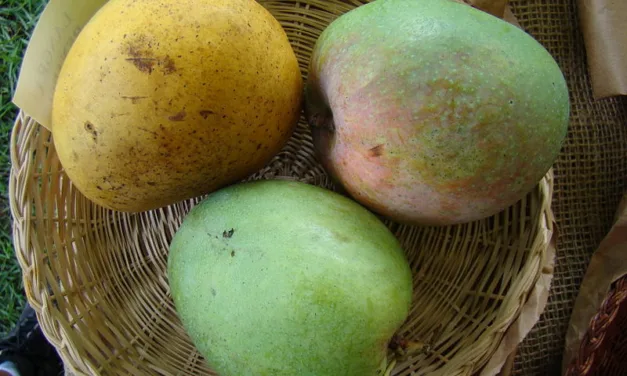 What You Need to Know About Mangos
