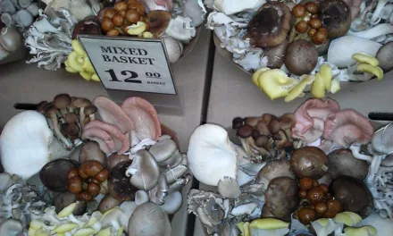 <strong>What You Need to Know About Mushrooms</strong>