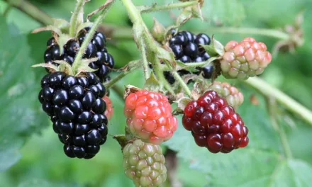 <strong>What You Need to Know About Blackberries</strong>