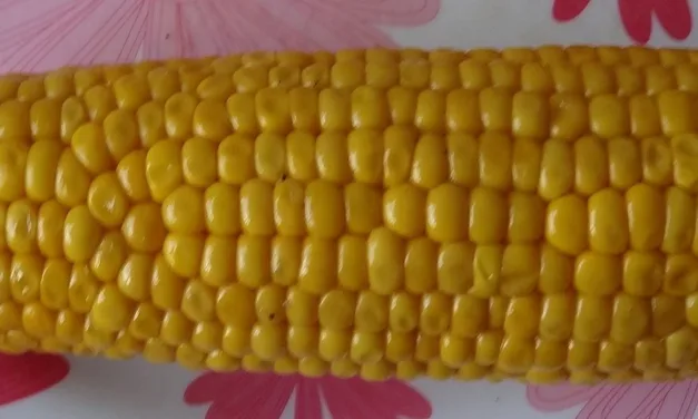 <strong>What You Need to Know About Corn</strong>