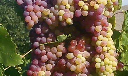 <strong>What You Need to Know About Grapes</strong>
