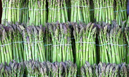 What You Need to Know About Asparagus