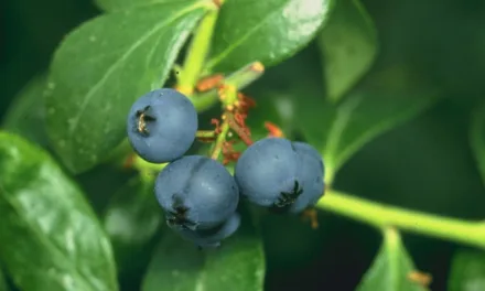 <strong>What You Need to Know About Blueberries</strong>