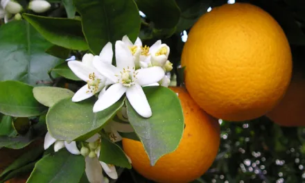 What You Need to Know About Oranges
