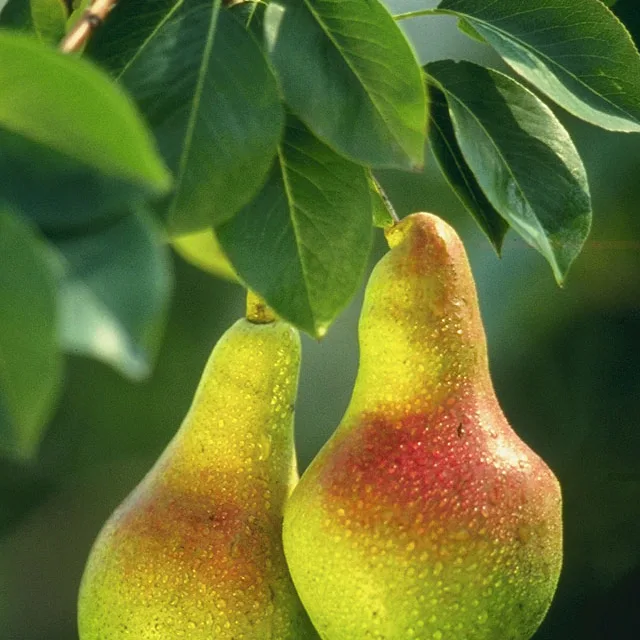 <strong>What You Need to Know About Pears</strong>