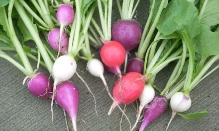 <strong>What You Need to Know About Radishes</strong>