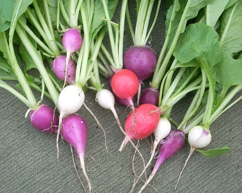 <strong>What You Need to Know About Radishes</strong>