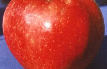<strong>What You Need to Know About Apples</strong>