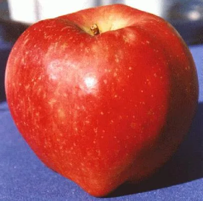 <strong>What You Need to Know About Apples</strong>