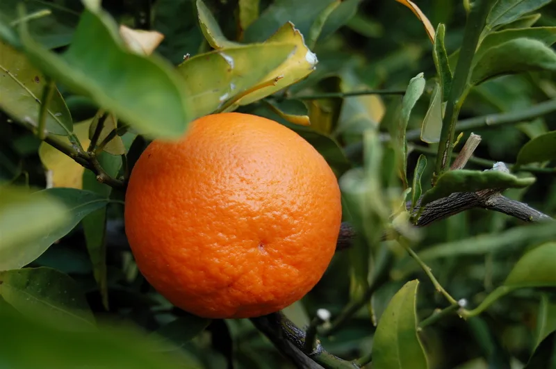 <strong>What You Need to Know About Mandarins, Tangerines & Clementines</strong>