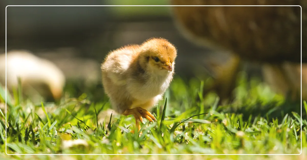 ARE THERE ADVANTAGES TO RAISING YOUR OWN CHICKENS?