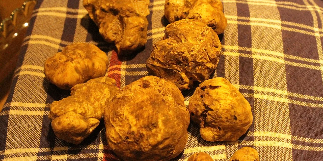MAY 2-NATIONAL TRUFFLE DAY