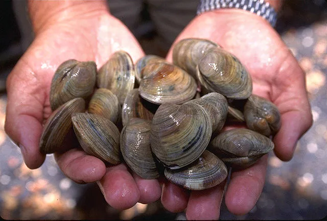 MARCH 31-NATIONAL CLAM DAY