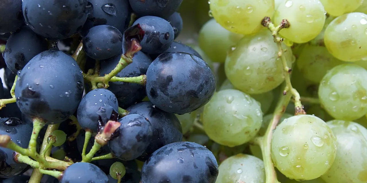 MAY 27-NATIONAL GRAPE DAY