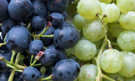 MAY 27-NATIONAL GRAPE DAY