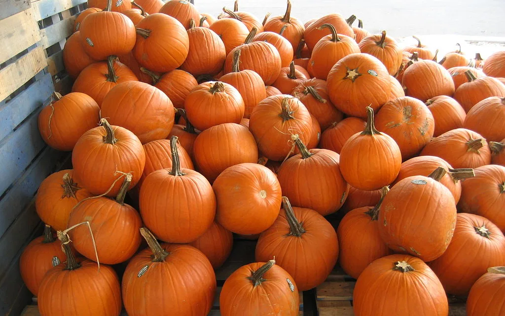 OCTOBER 26-NATIONAL PUMPKIN DAY