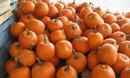 OCTOBER 26-NATIONAL PUMPKIN DAY