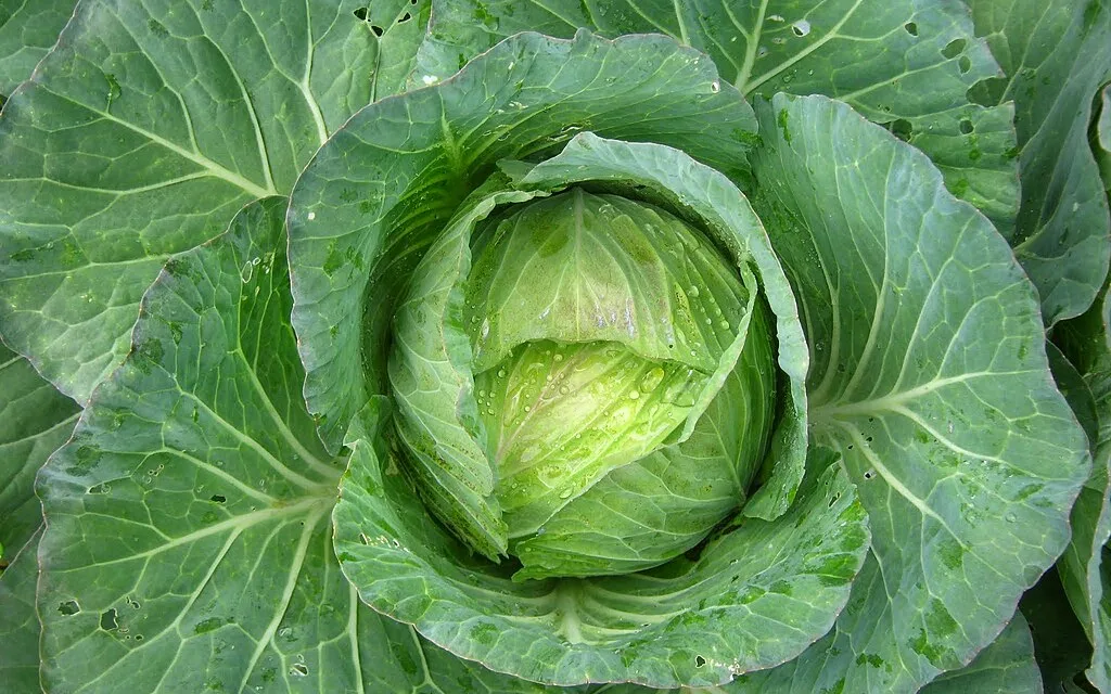 FEBRUARY 17-NATIONAL CABBAGE DAY