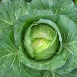 FEBRUARY 17-NATIONAL CABBAGE DAY