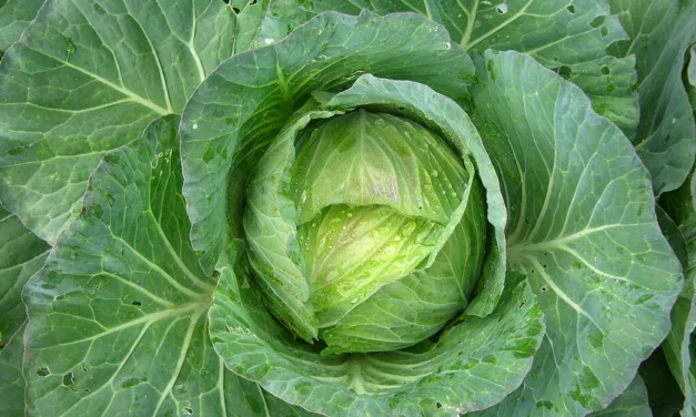 FEBRUARY 17-NATIONAL CABBAGE DAY